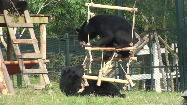 Performing bears handed over to sanctuary: a big step forward
